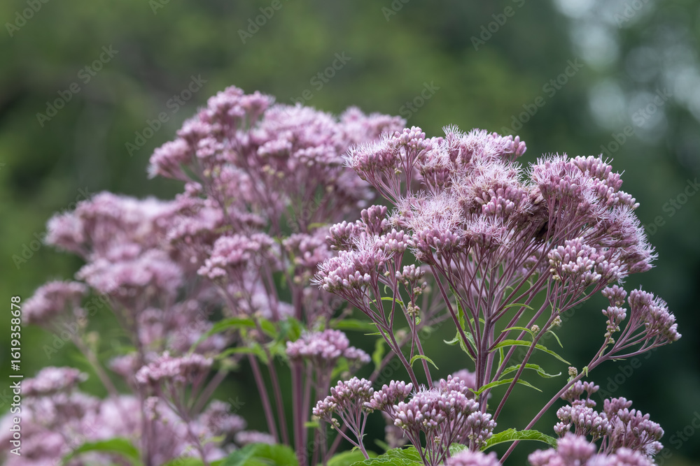 Fototapeta premium Full frame abstract texture background of pink and purple Joe-Pye weed (eutrochium purpureum) wildflowers in bloom, with defocused background
