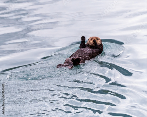 Photography Sea Otter waving