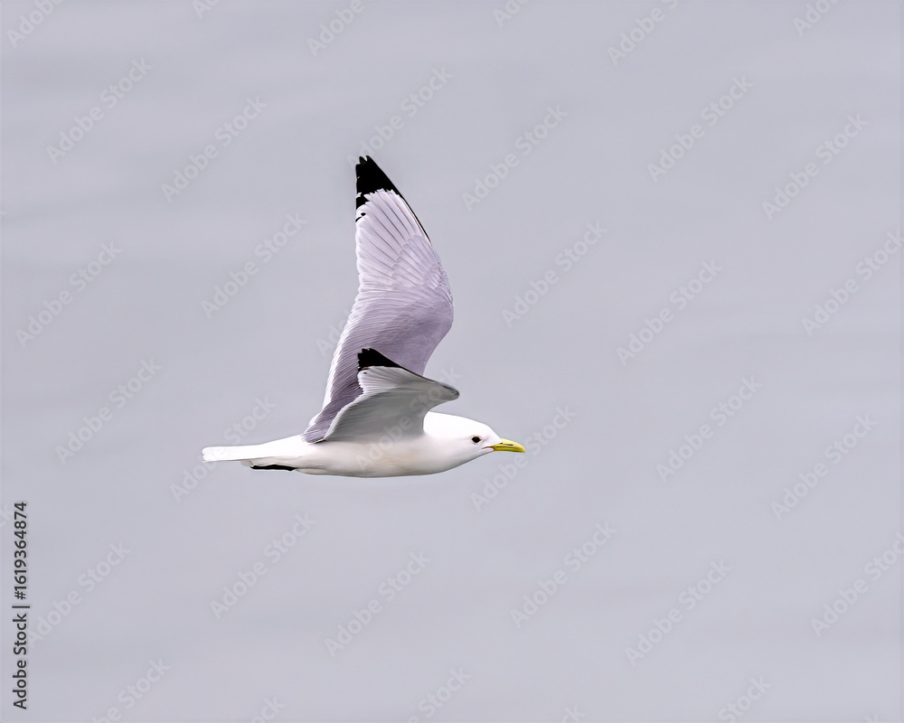 Obraz premium seagull in flight, kittiwake 