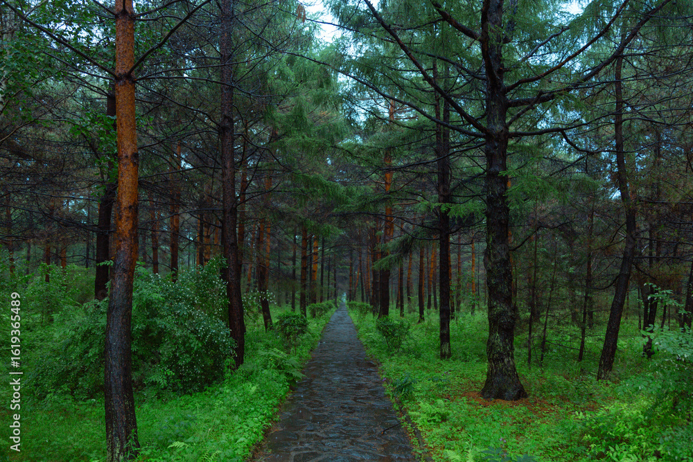 Fototapeta premium High Definition Lush Forest Park Trail After Summer Rain In Sunlight