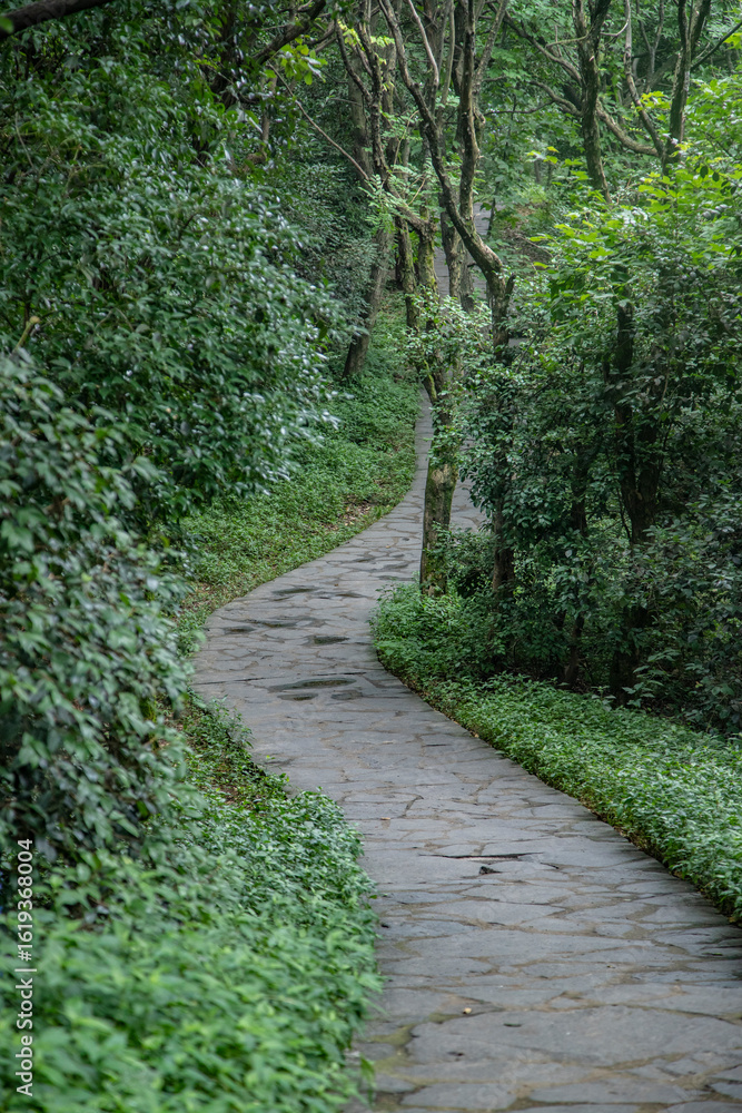 Naklejka premium Mystical Forest Pathway Surrounded by Lush Green Woods