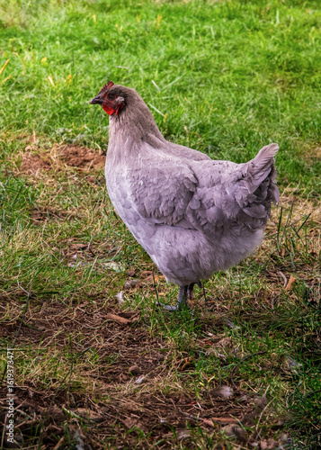 Free range chicken in the yard at dusk