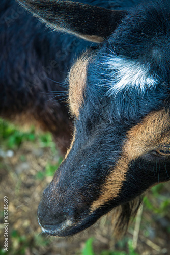 Close up view of a goat