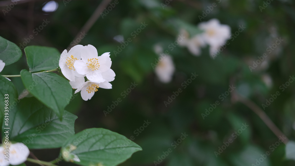 Obraz premium beautiful late cherry blossom against green leaves
