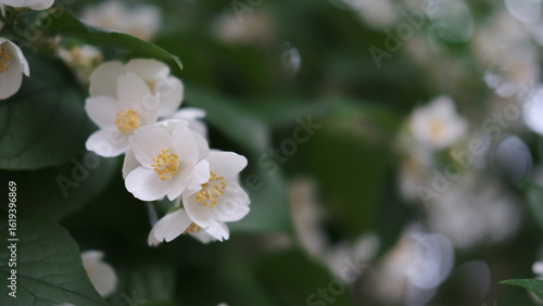 beautiful late cherry blossom against green leaves