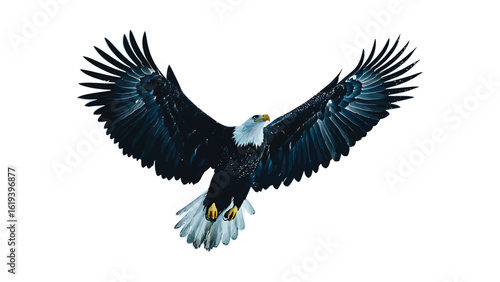 Flying bald eagle with wide wings on white background

