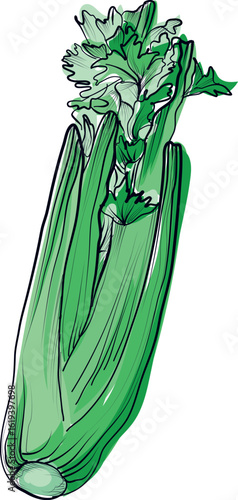 Hand drawn colorful celery vegetable illustration