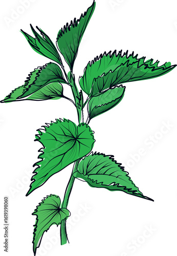 Stinging nettle plant botanical vector drawing