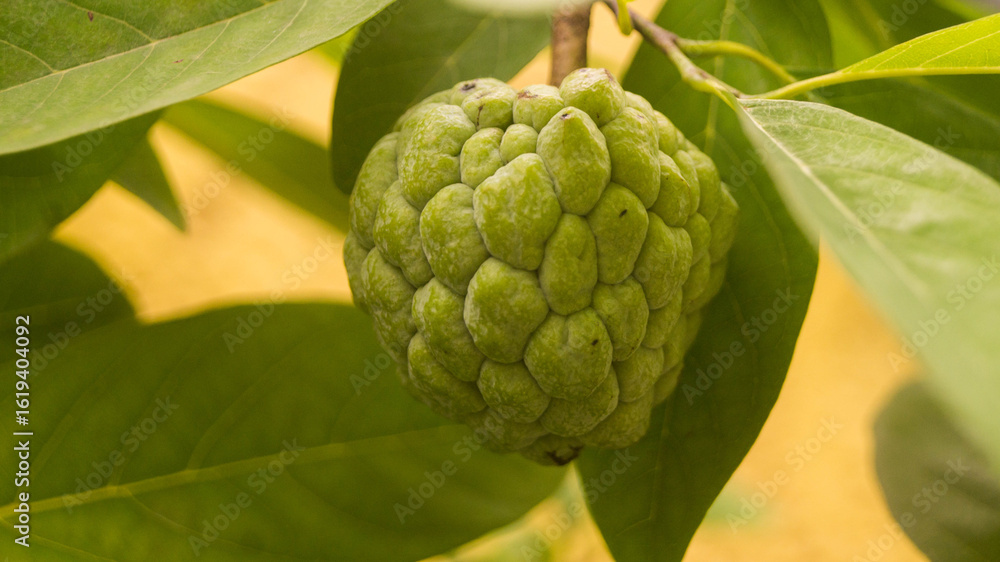 Fototapeta premium A photograph of a sugar apple fruit. Taken from Las Pinas, NCR, Philippines.