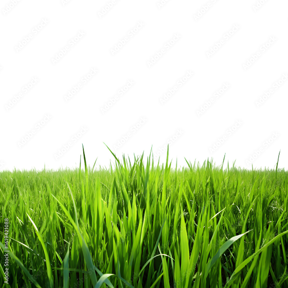 Obraz premium Green grass field under bright blue sky symbolizing nature’s calm, isolated PNG