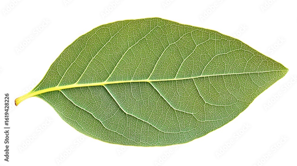 Obraz premium Close-up view of a leaf's intricate vein structure.