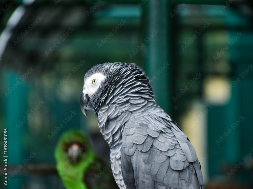 Obraz premium The grey parrot (Psittacus erithacus), also known as the Congo grey parrot or African grey parrot, parrot with green background sitting on the branch