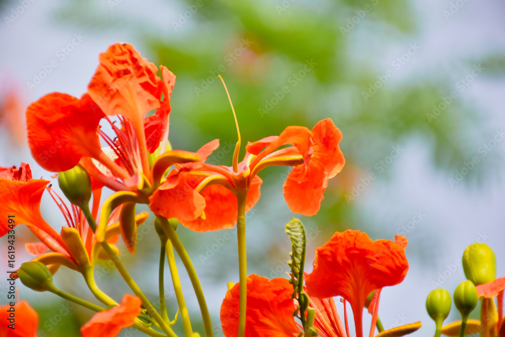 Obraz premium Selective focus colorful Delonix Regia flower in the sky background.Also called Royal Poinciana, Flamboyant, Flame Tree.Beautiful red flower in a garden. 
