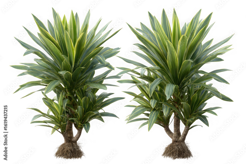 Fototapeta premium Two tall green leafy plants with brown fibrous roots isolated on transparent background