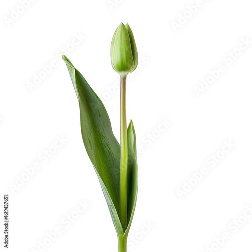 Wallpaper Mural Close-up of a light green tulip bud, with leaves Torontodigital.ca