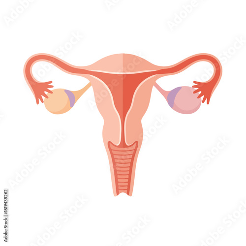 Female reproductive system anatomy diagram