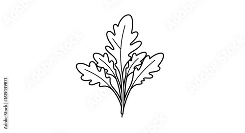 Fresh arugula leaf illustration in black outline style  