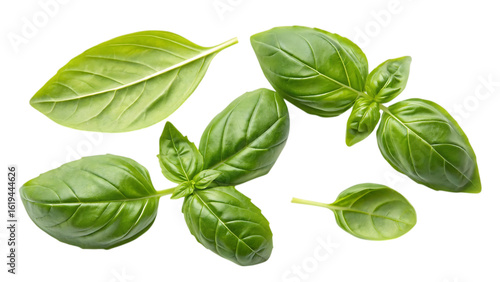 Fresh green basil leaves isolated on transparent background