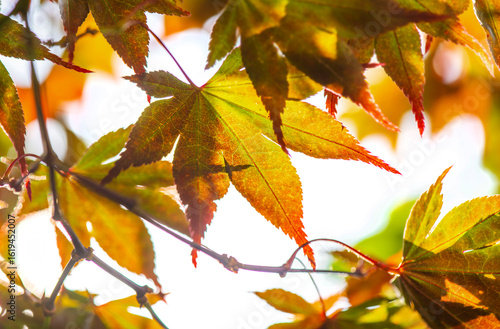closeup on red leaf of a japanese maple tree on white background