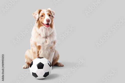 Cute Australian Shepherd do...