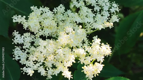 Close-up of delicate white elderflower blossoms.