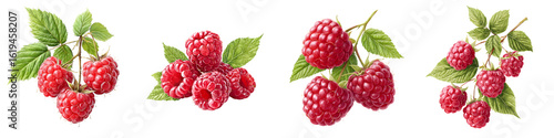 Raspberry Illustrations: Ripe Berries on White Background