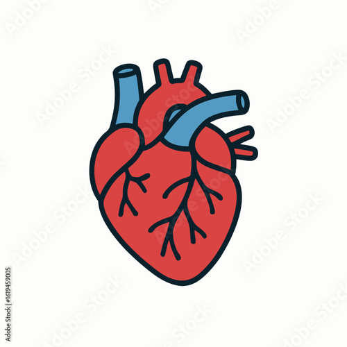Detailed illustration of a human heart with blue arteries and veins on a white background