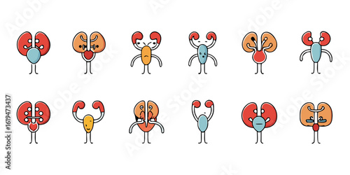 Cute cartoon kidneys and urinary tract characters with different emotions