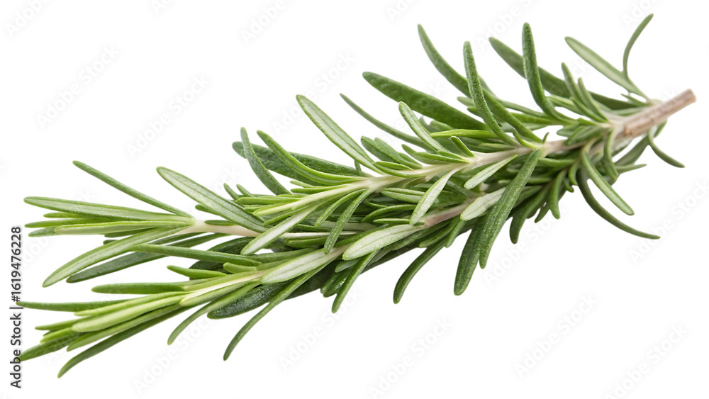 Fototapeta premium Fresh rosemary herb sprig isolated on transparent background