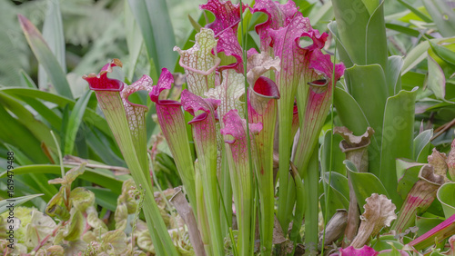 a shot of pitcher plants growing in singapore botanic gardens of singapore