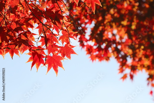 真っ赤に色づいたカエデの葉　空背景
