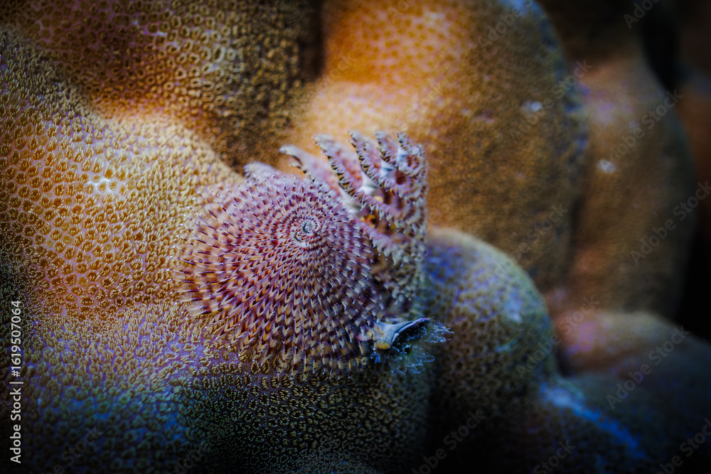 Fototapeta premium Indo-Pacific Christmas Tree Worms (Spirobranchus corniculatus)