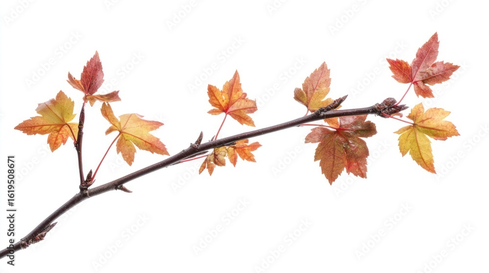 Fototapeta premium Fresh spring branch with new leaves.