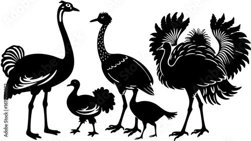 Vector  silhouette illustration featuring a variety of exotic birds with distinct plumage and varying sizes