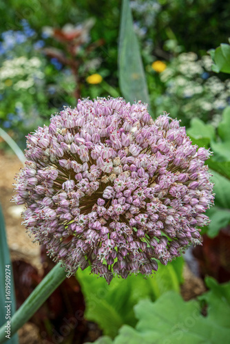 Allium blossom