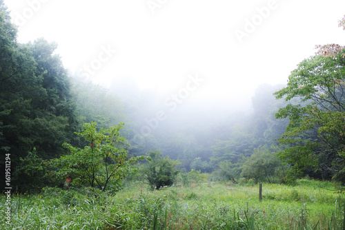 霧の中の幻想的な高原風景