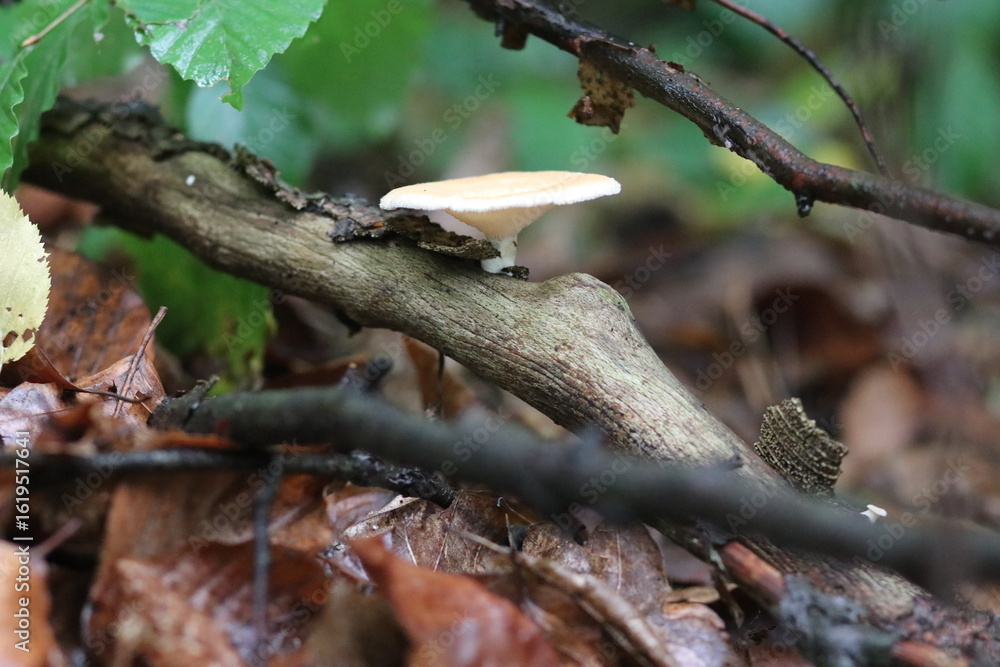 wilde Waldpilze in der Natur wilde Waldpilze in der Natur