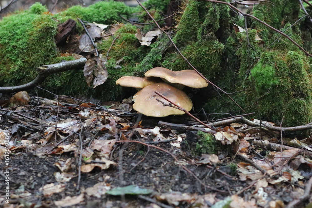 Fototapeta premium wilde Waldpilze in der Natur