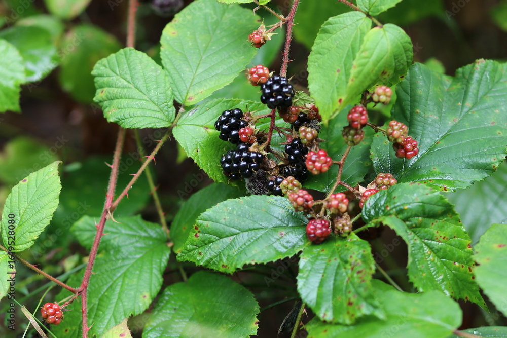 Waldbrombeere Brombeere wild Waldbrombeere Brombeere wild