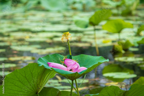 lotus flower falling on a lotus leaf.