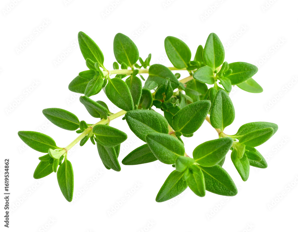 Fototapeta premium bunch of fresh green thyme leaves isolated on transparent png