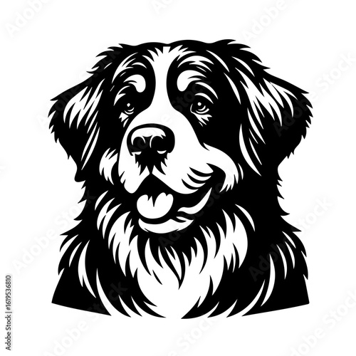 Bernese Mountain Dog Portrait Black and White.