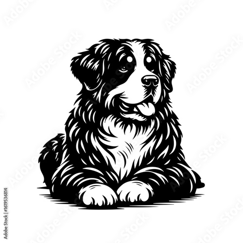 Bernese Mountain Dog Portrait Black and White 2.