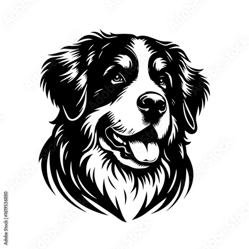 Black and White Bernese Mountain Dog Portrait.