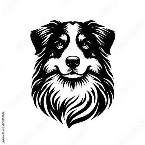 Black and White Australian Shepherd Dog Portrait.