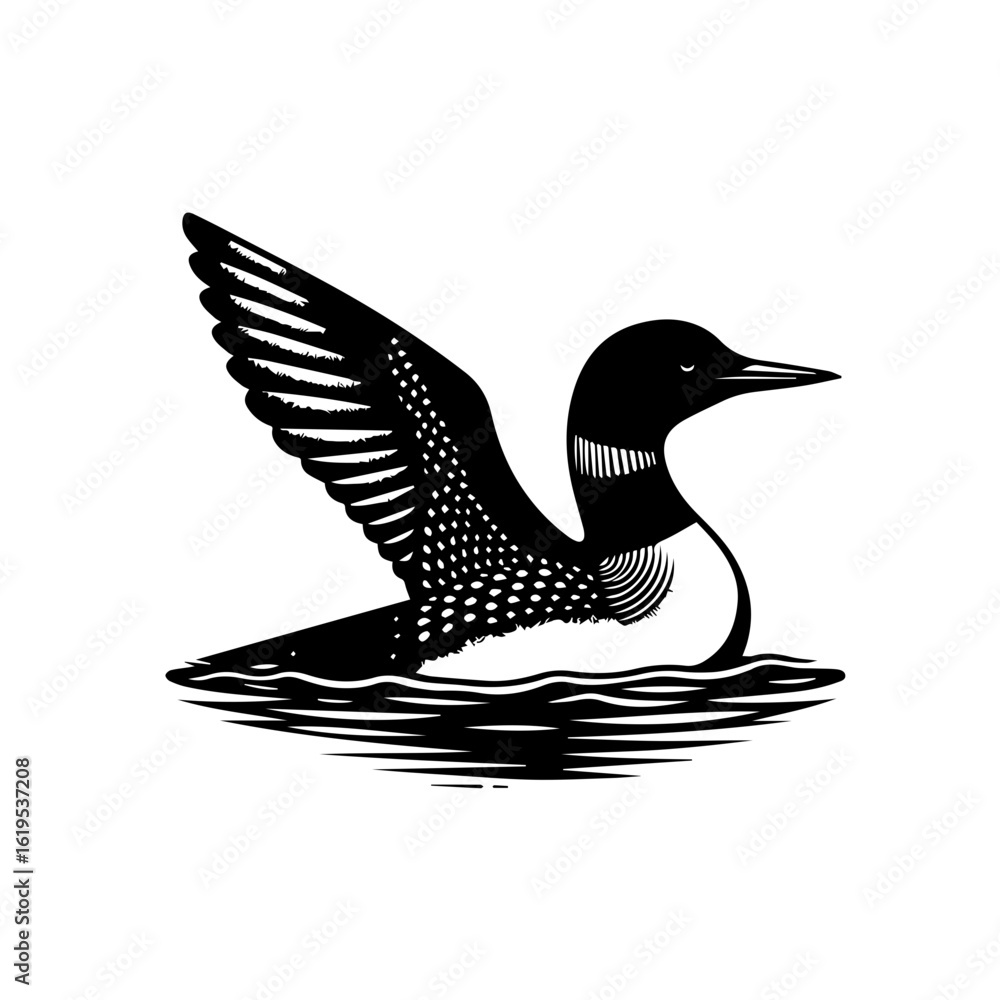 Fototapeta premium Black and White Loon Bird with Wings Spread.