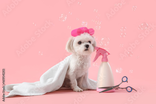 Adorable maltese dog with p...