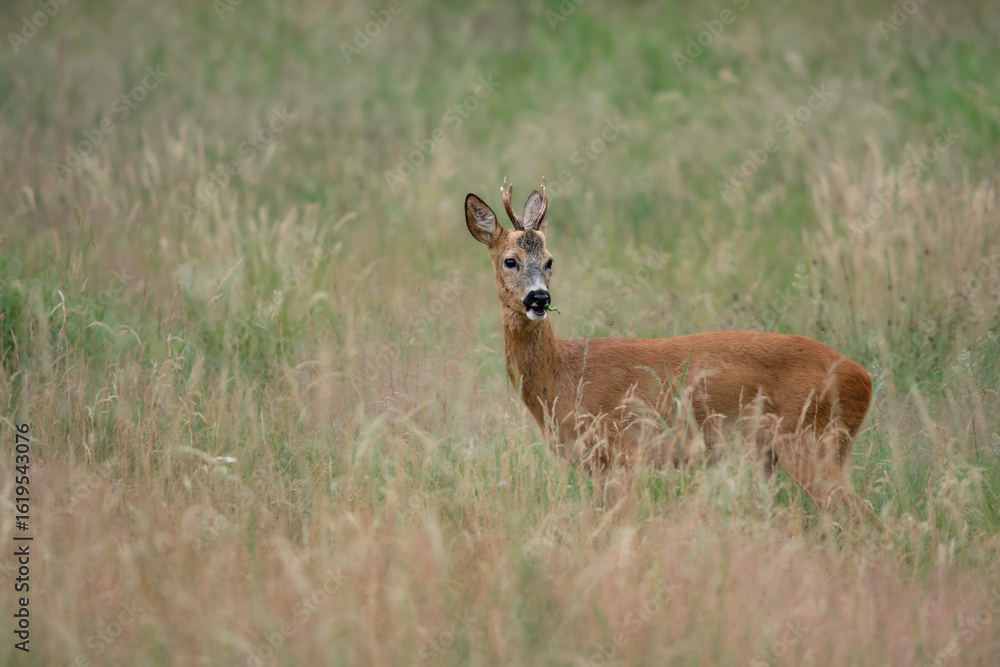 Naklejka premium Young roe deer buck chewing grass in a quiet summer meadow. Captured in soft light with gentle colors and a calm, natural setting.