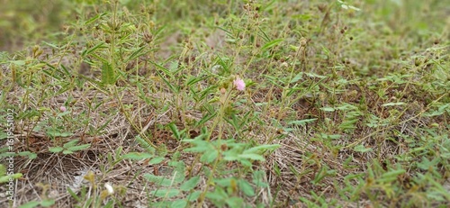 A patch of Mimosa pudica, or sensitive plant, growing low to the ground. A single, delicate pink flower is visible amidst the feathery green foliage, with dry grass and weeds surrounding it.