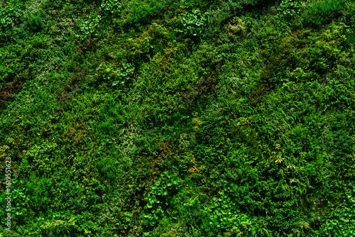 Canvastavla Lush green wall background